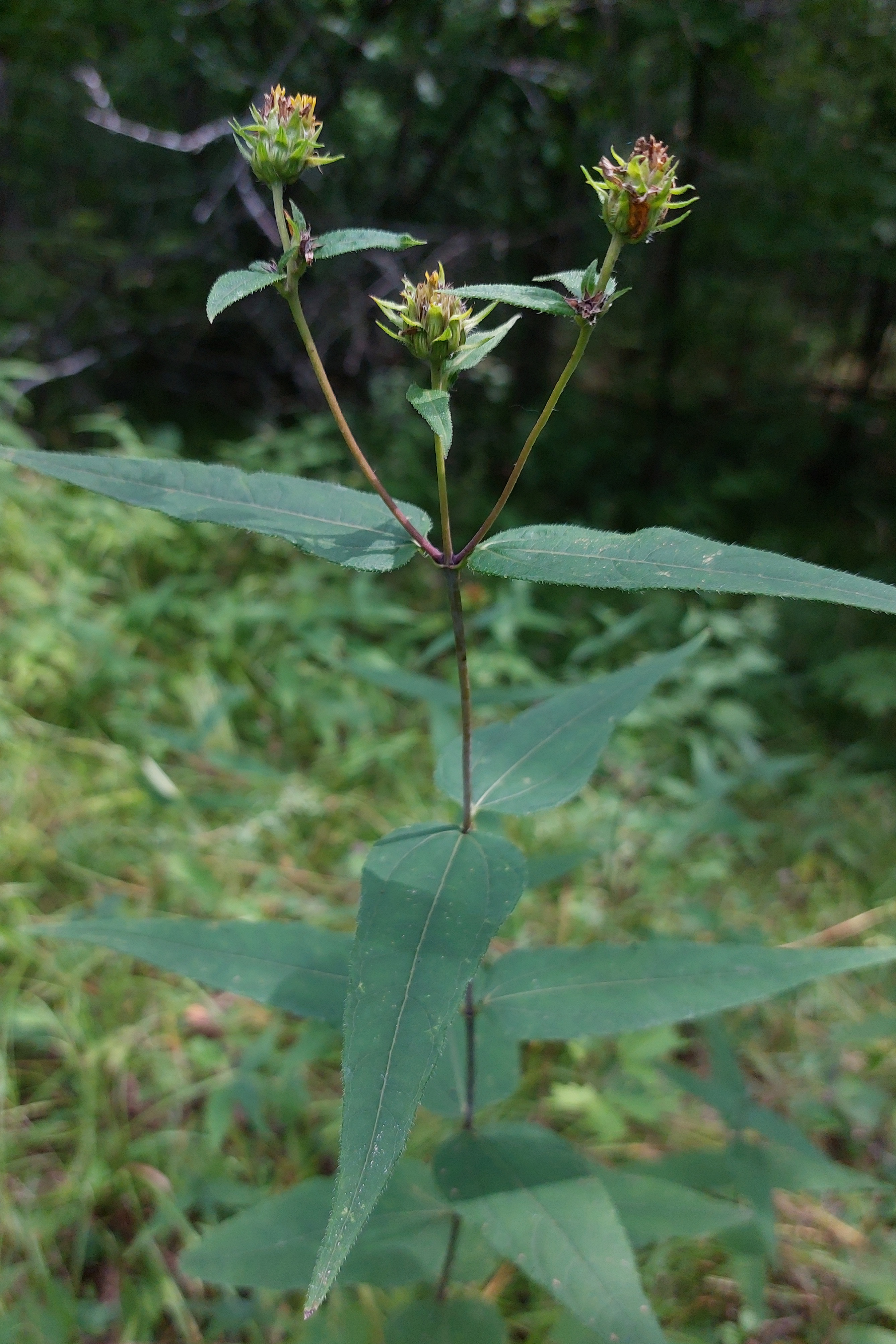 Hélianthe à feuilles étalées.