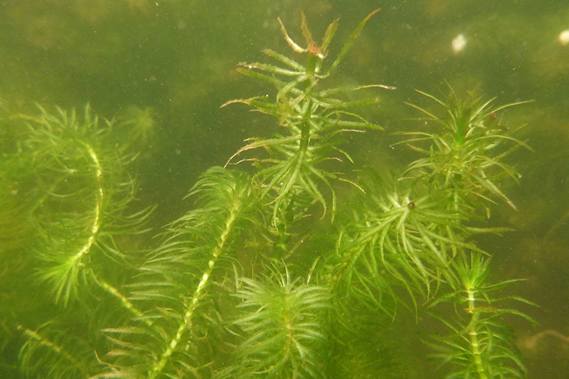 Plants d'hydrille verticillée près de la surface de l'eau.