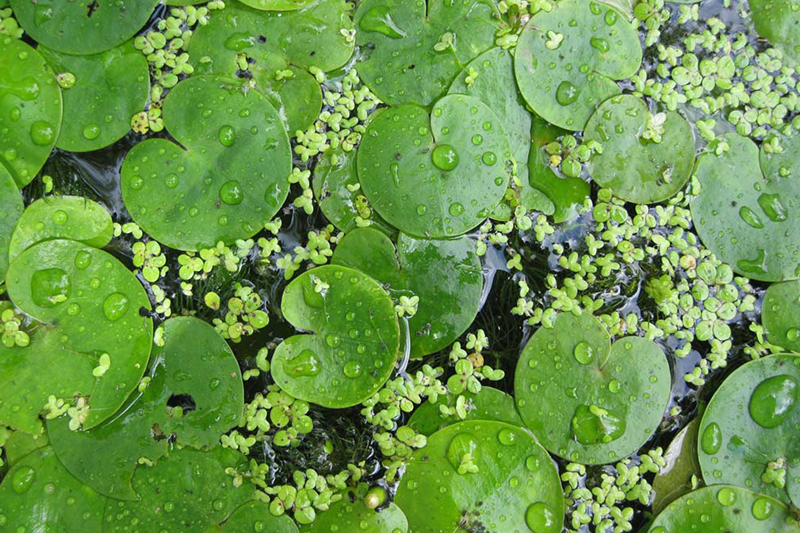 Tapis flottant d'hydrocharide grenouillette.