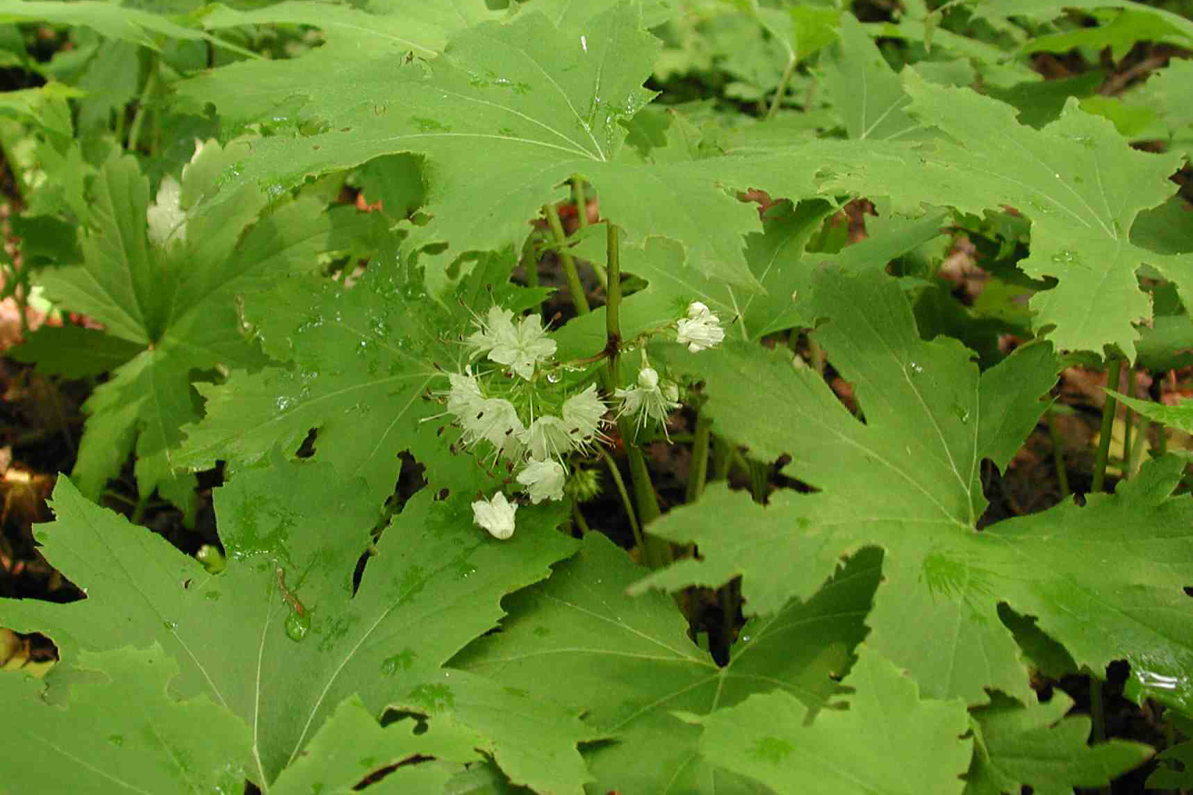 Hydrophylle du Canada.