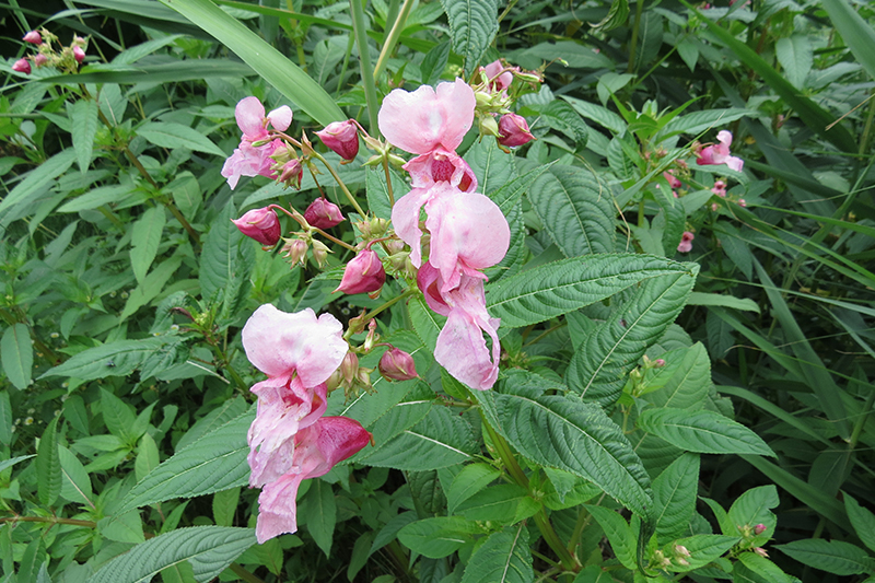 Plants d'impatiente glanduleuse en floraison.