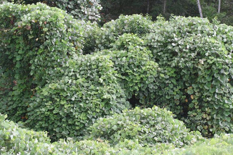 Plants de kudzu recouvrant la végétation indigène.