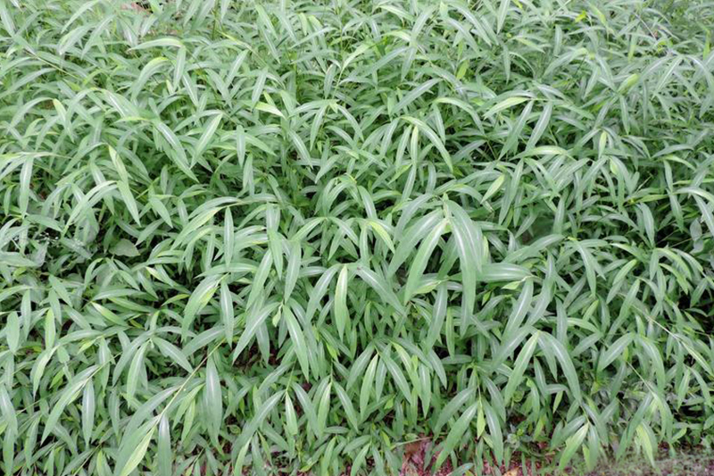 Plants de microstégie en osier formant une colonie dense.