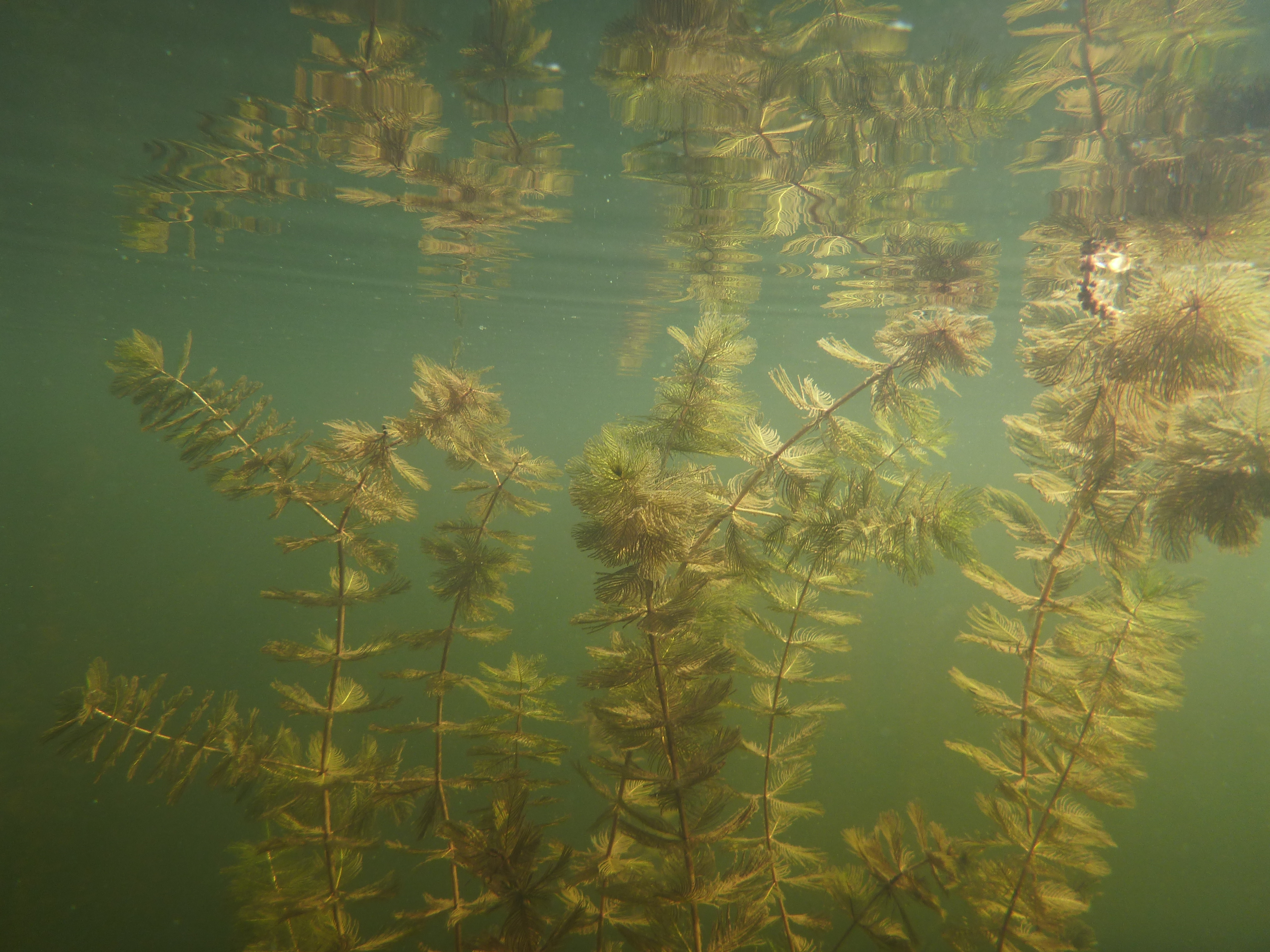 Myriophylle à épis.