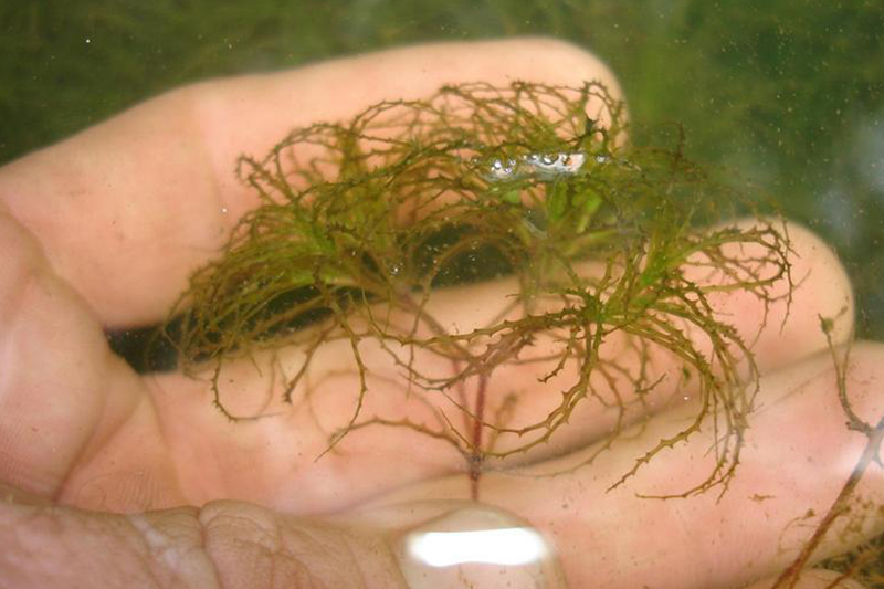 Fragment de petite naïade dans l'eau.
