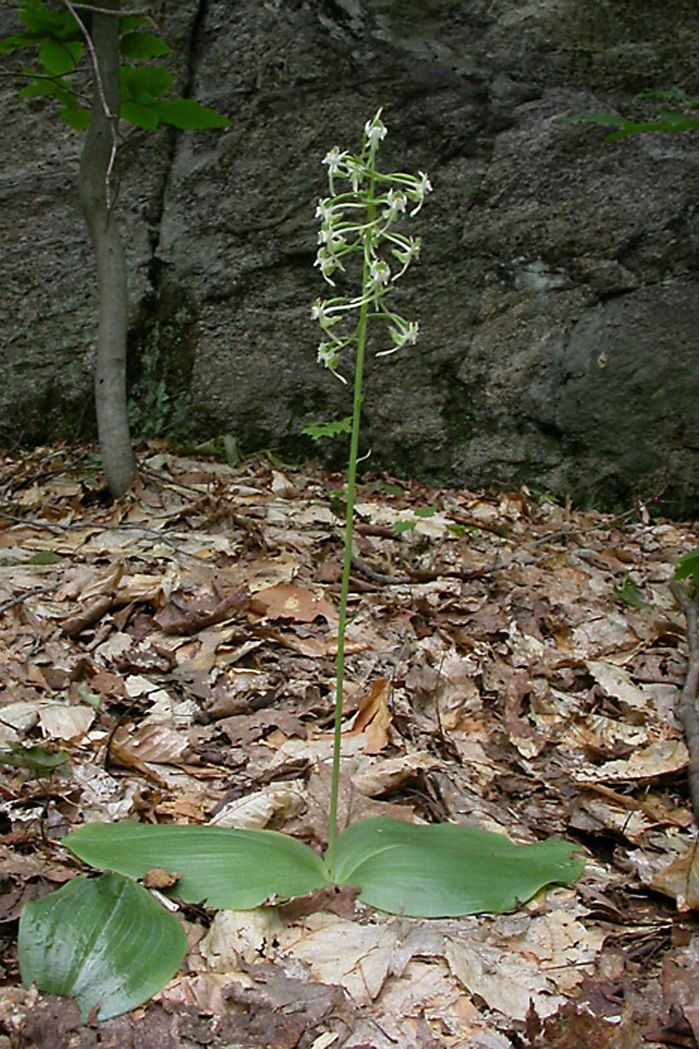 Platanthère à grandes feuilles en fleur.