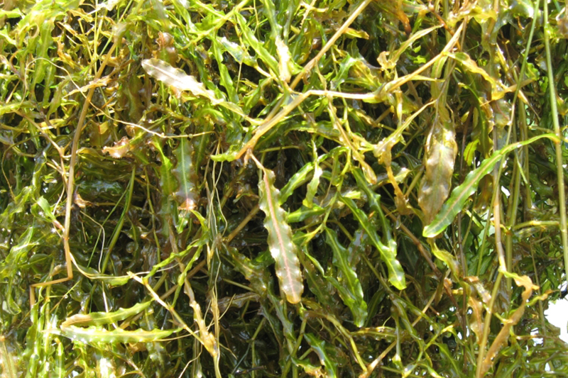 Plants de potamot crépu hors de l'eau.