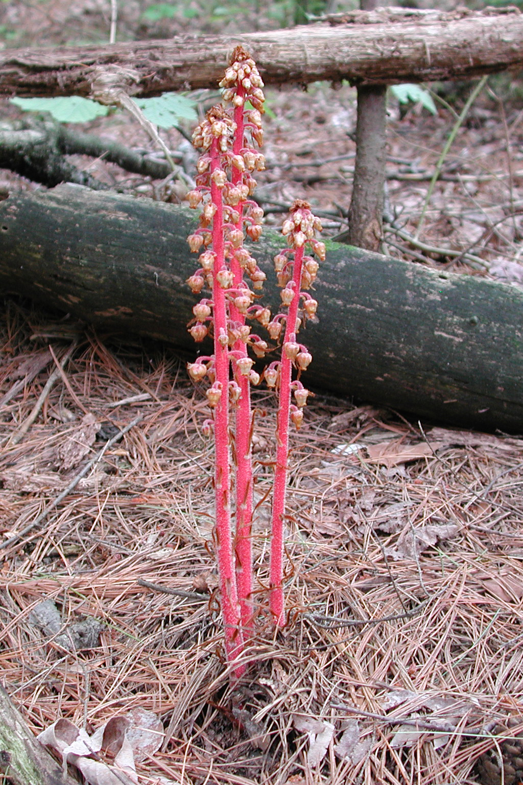 Ptérospore à fleurs d’andromède en fleurs.