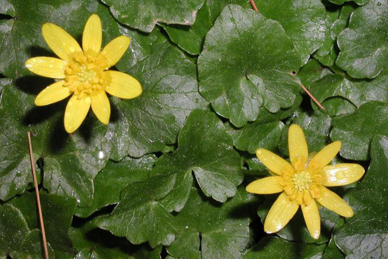 Plants de renoncule ficaire en floraison.