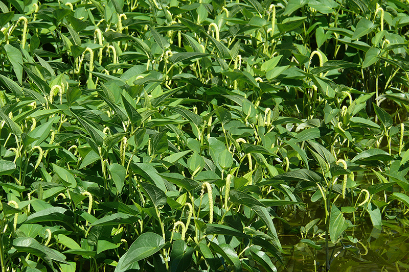 Colonie dense de Lézardelle penchée.