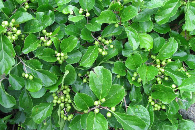 Plant de célastre asiatique en fructification.