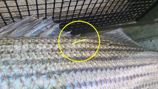 Étiquette de type « T-bar » installée près des nageoires dorsales d’un poisson.