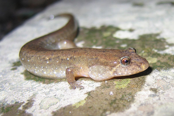 Salamandre sombre du Nord Gouvernement du Québec