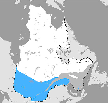 Carte du Québec qui situe l’aire de répartition de la chauve-souris rousse au sud du 52e parallèle.