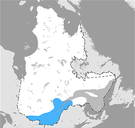 Carte du Québec qui situe l’aire de répartition du petit blongios dans les régions situées le long des rivières des Outaouais et Richelieu, comme du fleuve Saint-Laurent en amont de Québec, ainsi que de la rive sud du fleuve jusqu’aux environs du lac Saint-Pierre.