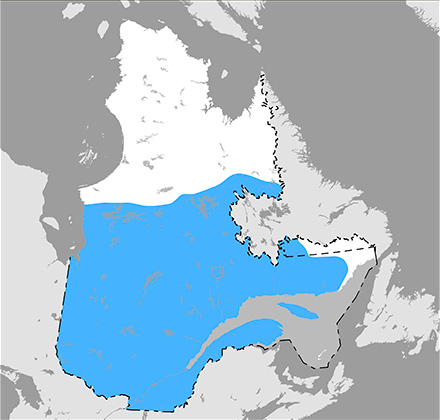 Carte du Québec qui situe l’aire de répartition du pygargue à tête blanche, plus précisément au sud du 55e parallèle.