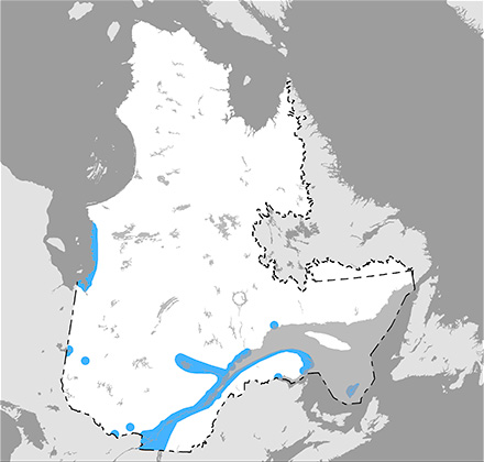 Carte du Québec situant l’aire de répartition du râle jaune surtout le long du fleuve Saint-Laurent, jusqu’en Gaspésie, et le long de la rivière Saguenay.