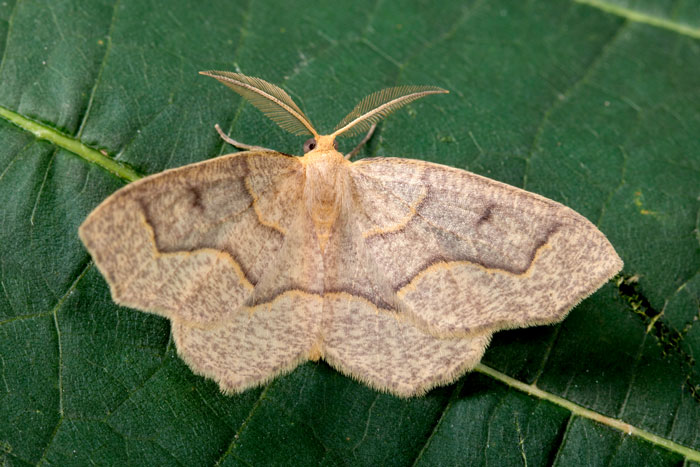 Un papillon de l'arpenteuse de la pruche adulte posé sur une feuille.