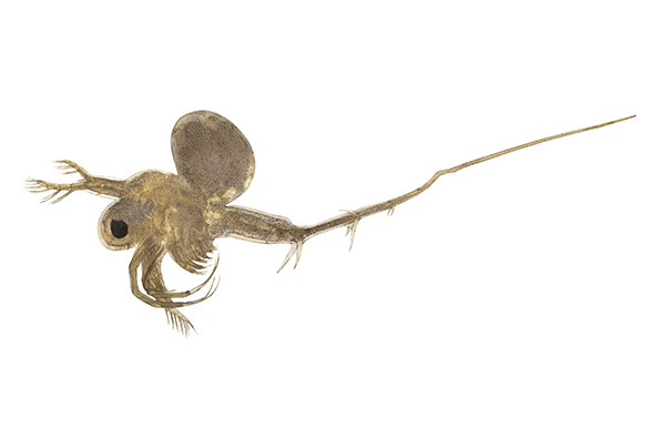 Illustration d’un cladocère épineux.