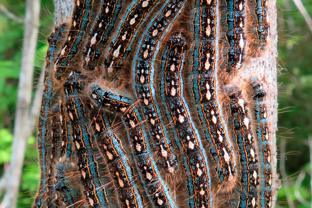 Des dizaines de chenilles de la livrée des forêts sur le tronc d'un arbre.