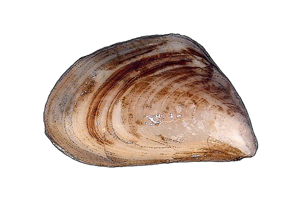 Illustration d’une moule quagga.