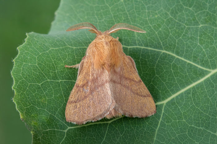 Le papillon de la livrée des forêts est de couleur beige avec des tons de brun chamois.