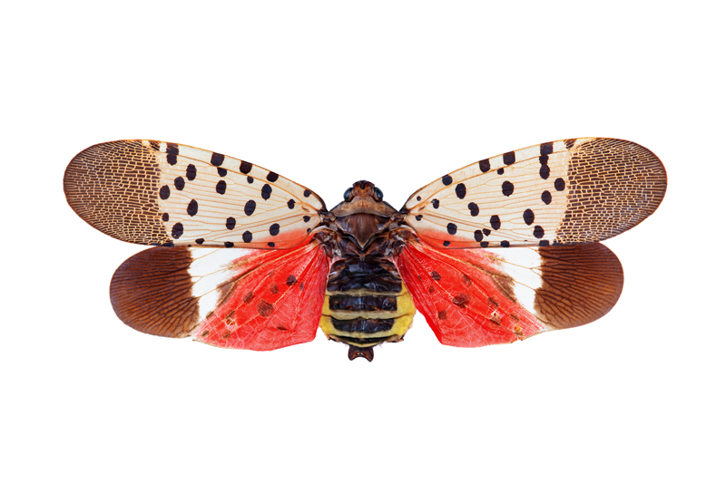 Fulgore tacheté adulte photographié en position étalée.