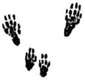 Empreintes de l’écureuil roux.