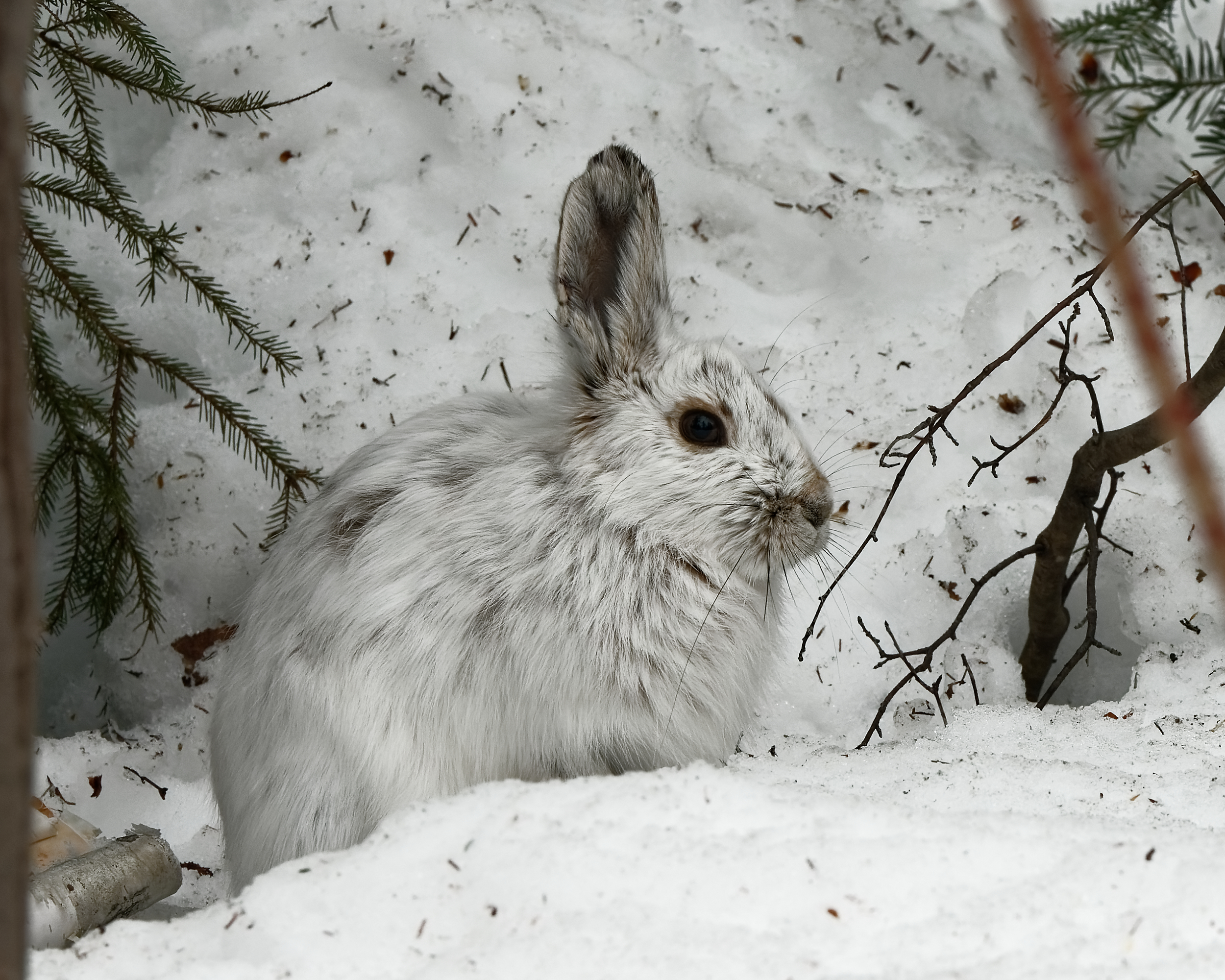 Lièvre d’Amérique dans la neige, entouré de brindilles.