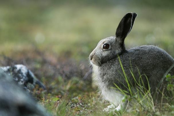Lièvre arctique en pelage estival.