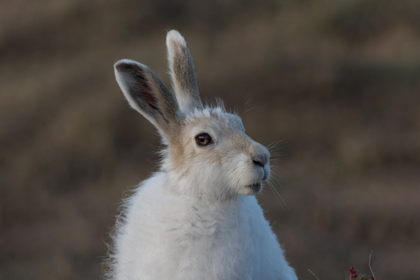 Lièvre arctique en pelage hivernal blanc.