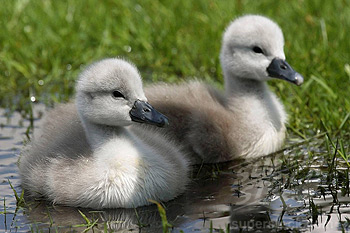 Cygnons tuberculés au plumage gris clair facilement reconnaissable.