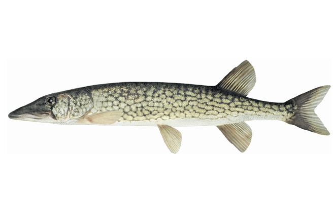 Illustration d’un brochet maillé.