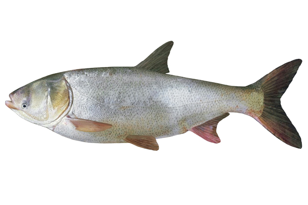 Illustration d’une carpe argentée.