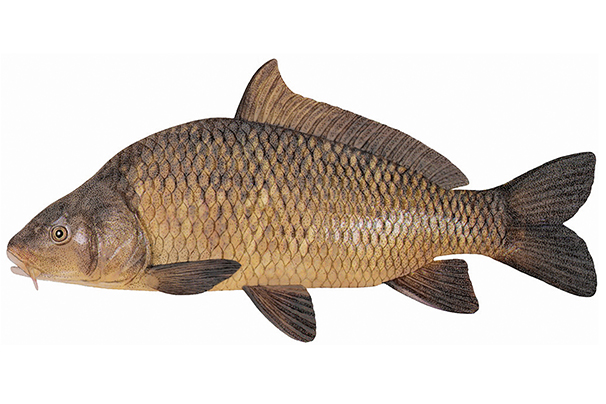 Illustration d’une carpe commune.