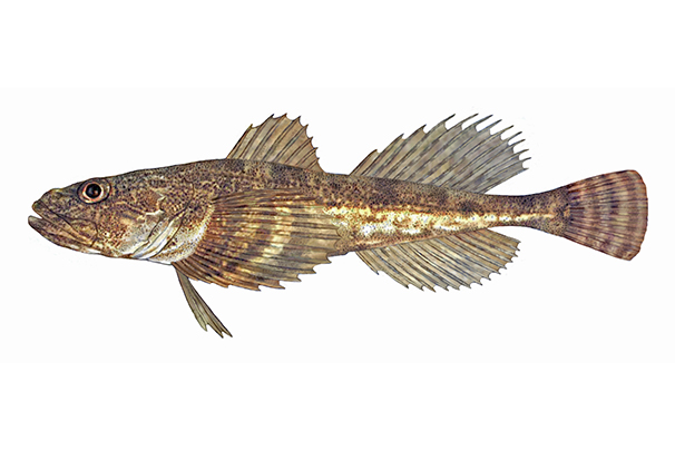 Illustration d'un chabot de profondeur.