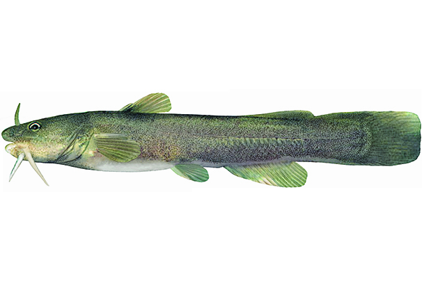 Illustration d'un chat-fou des rapides.