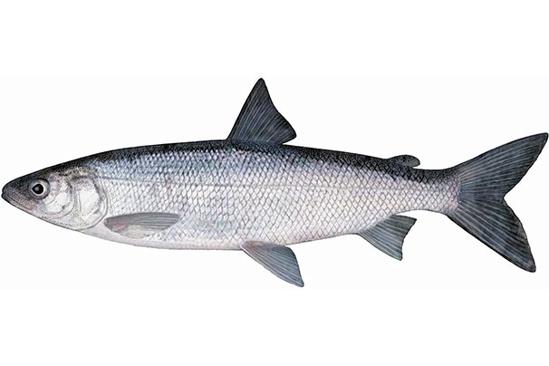 Illustration d’un cisco de printemps.