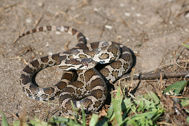 Une couleuvre tachetée enroulée sur elle-même.