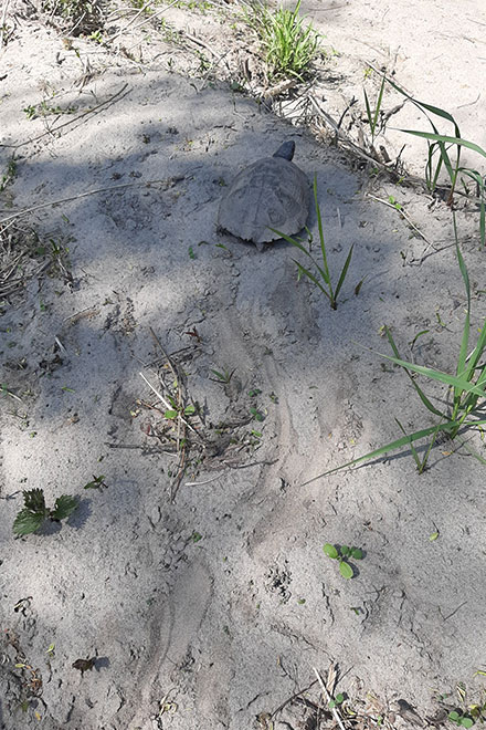 Une empreinte du passage d’une tortue des bois sur le sable où l’on distingue la trace sinueuse de sa queue et les marques de ses pattes.