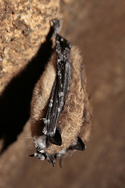 A little brown bat affected by white-nose syndrome. It has white spots on the wings, ears and nose.