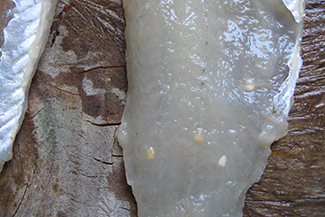 Fish fillet with four small white spherical masses that are four parasites of Diphyllobothrium spp.