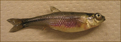 Un poisson dont les yeux sont gonflés, le ventre est distendu, la peau est rouge et les branchies sont pâles.