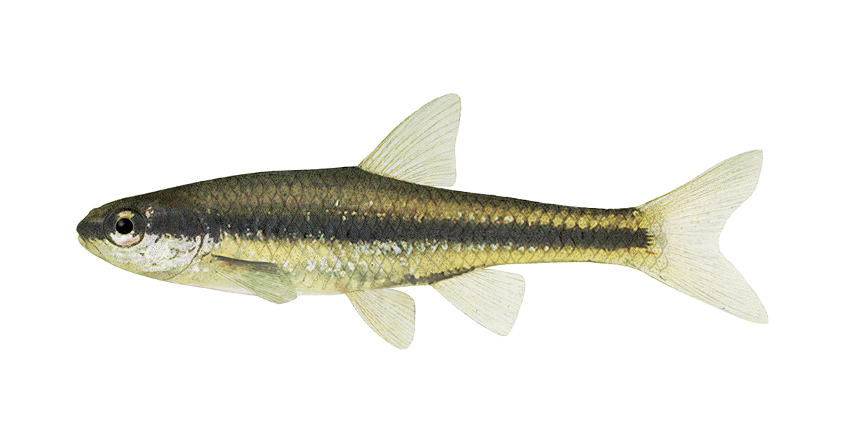 Mene Poisson Méné d’herbe | Gouvernement du Québec