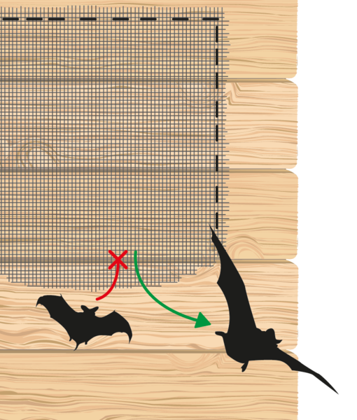 Système permettant aux chauves-souris de sortir de leur dortoir, tout en les empêchant d'y entrer.