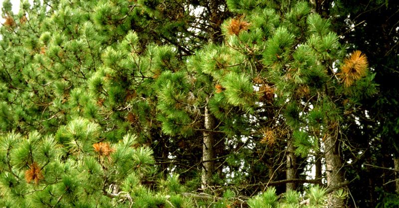 Les pousses d’un pin rouge, situées aux extrémités des branches, sont rougies par la brûlure des rameaux. 