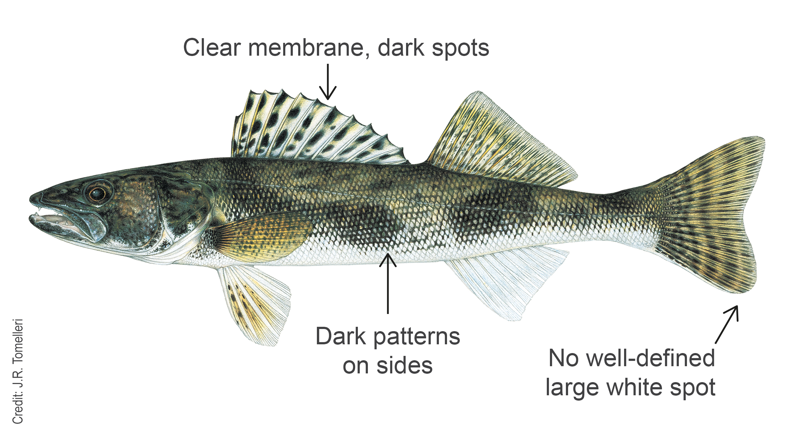 Image showing sauger distinctive elements par features.