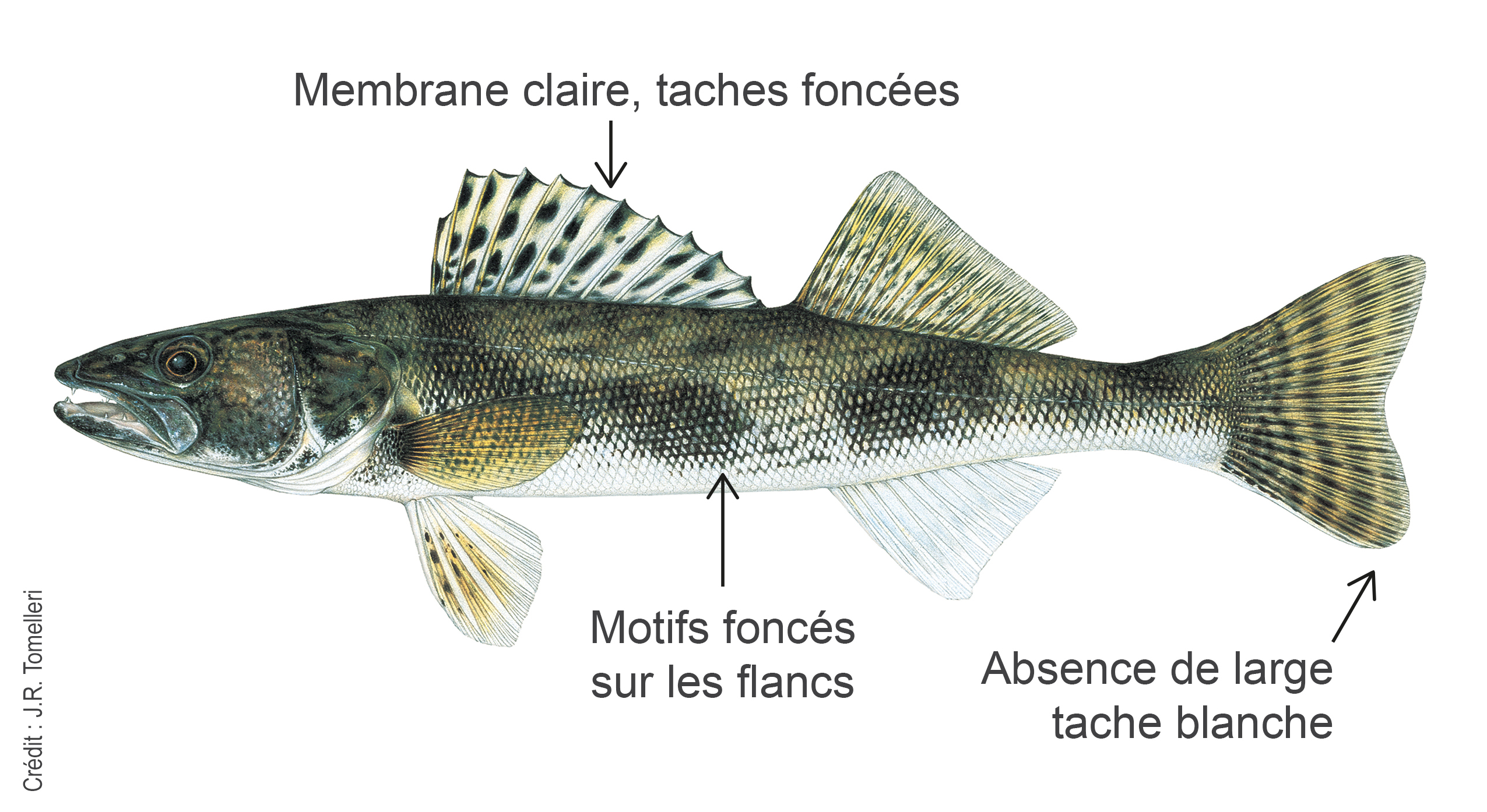 Image montrant les éléments distinctifs du doré noir.