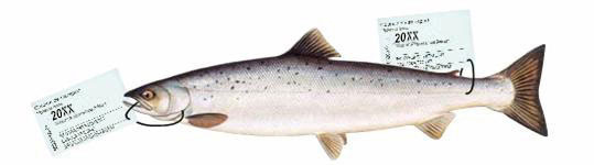 Image showing tagged salmon.