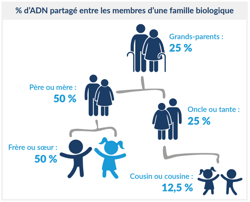 Le pourcentage d’ADN partagé entre les membres d’une famille biologique est le suivant : Grands-parents : 25 % | Père ou mère : 50 % | Oncle ou tante : 25 % | Frère ou sœur : 50 % | Cousin ou cousine : 12,5 %